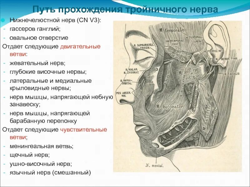 Двигательные ветви нижнечелюстного нерва. Чувствительные ветви нижнечелюстного нерва. Гассеров узел тройничного нерва.