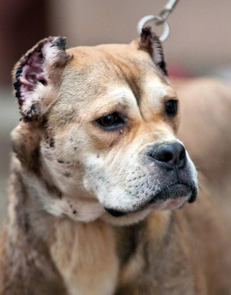 Палевый стаффордширский терьер. Собака с купированными ушами. Доберман-пинчер шоколадный. Кане корсо терьер. Доберман некупированный.