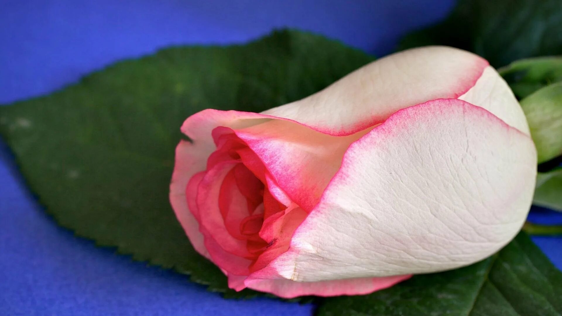 Большие цветы во сне. Бутон цветка. Бутон розы. Розовый бутон. Розы крупные бутоны.