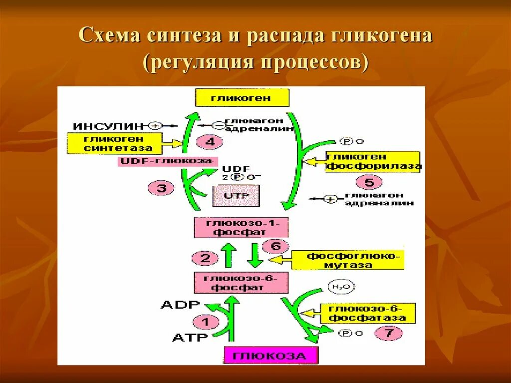 Регуляция синтеза гликогена схема. Регуляция синтеза и распада гликогена схема. Биосинтез гликогена схема. Схема процесс синтеза гликогена.