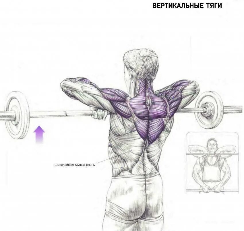 Гантели дельтовидные мышцы. Упражнения для прокачки мышц плеча. Как качать плечи штангой. Упражнения на дельтовидные мышцы со штангой. Упражнения для прокачки спины в тренажерном зале.