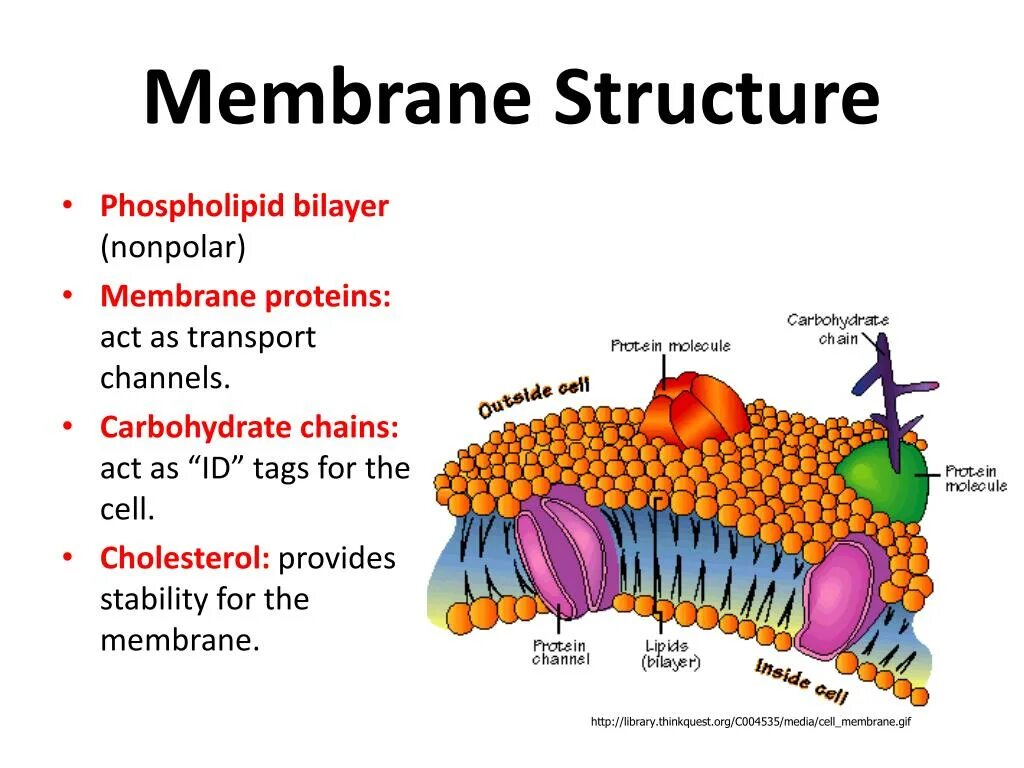 Membrane перевод. Membrane structure. cell membrane. cell membrane function. phospholipid bilayer.