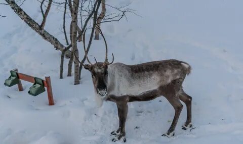 Сев хвост