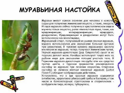 Муравьиный экстракт