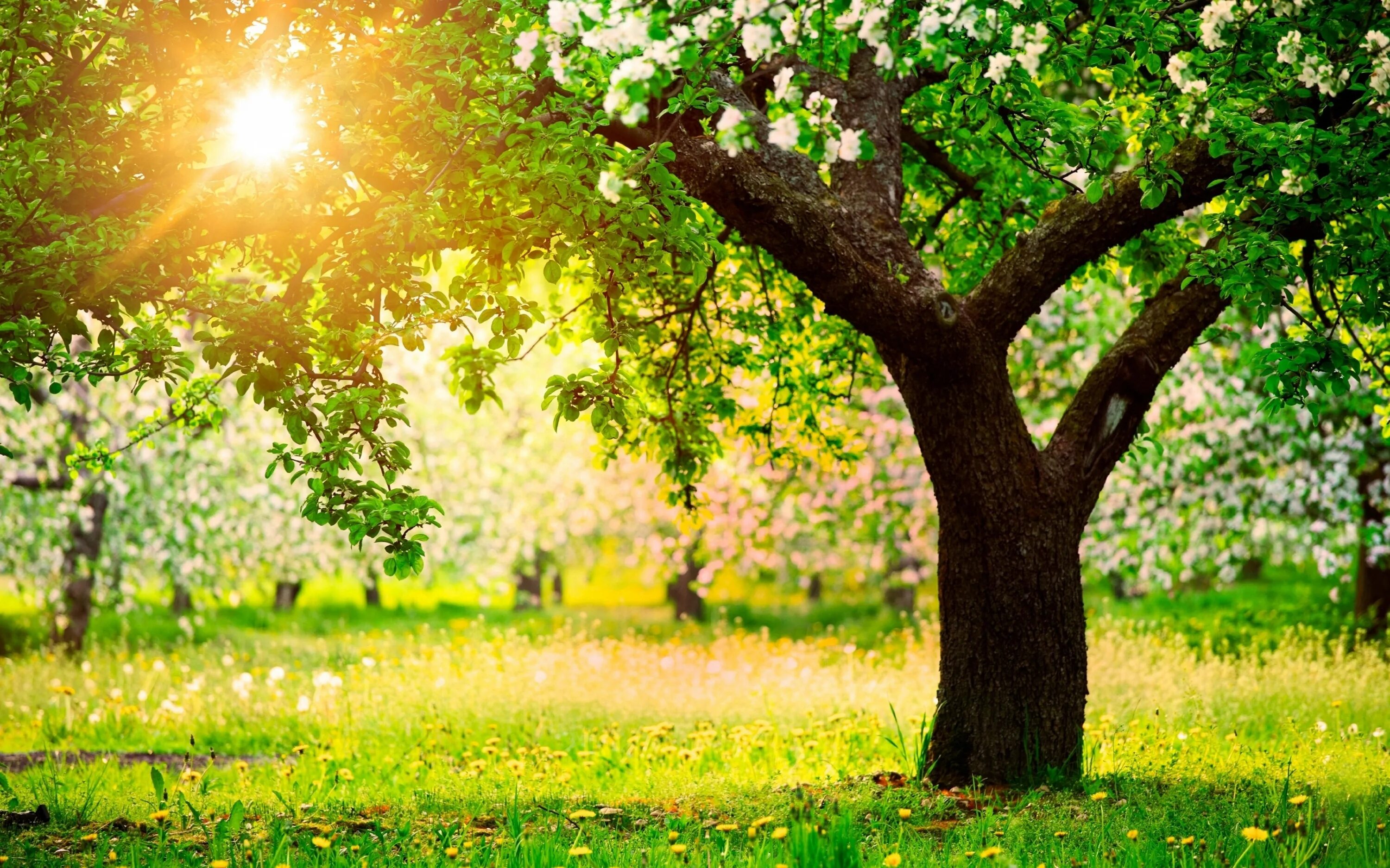 I like trees. I like trees