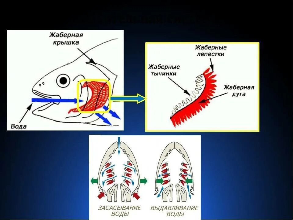 Дыхание рыб в воде. Дыхательная система рыб схема. Органы дыхательной системы у рыб. Дополнительные органы дыхания у рыб. Жабры рыбы строение.
