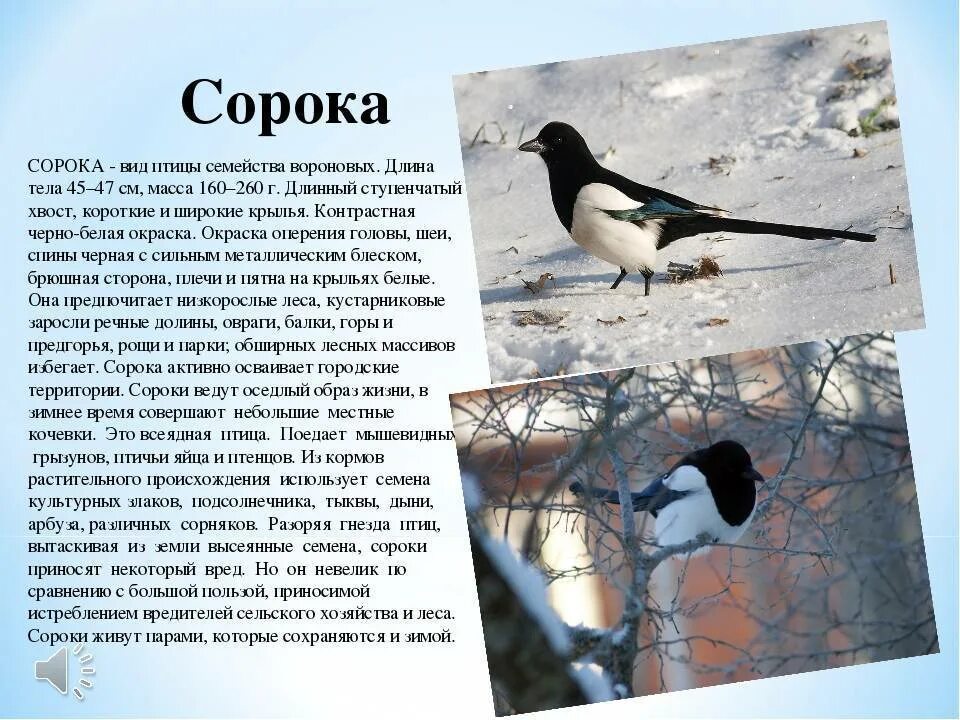 Зимующие птицы фото и описание