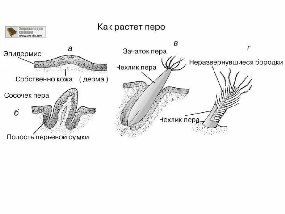 Кожа у птиц тонкая. Строение кожи птиц схема. Наружный Покров птиц. Строение покровов птиц. Строение кожного Покрова птиц.