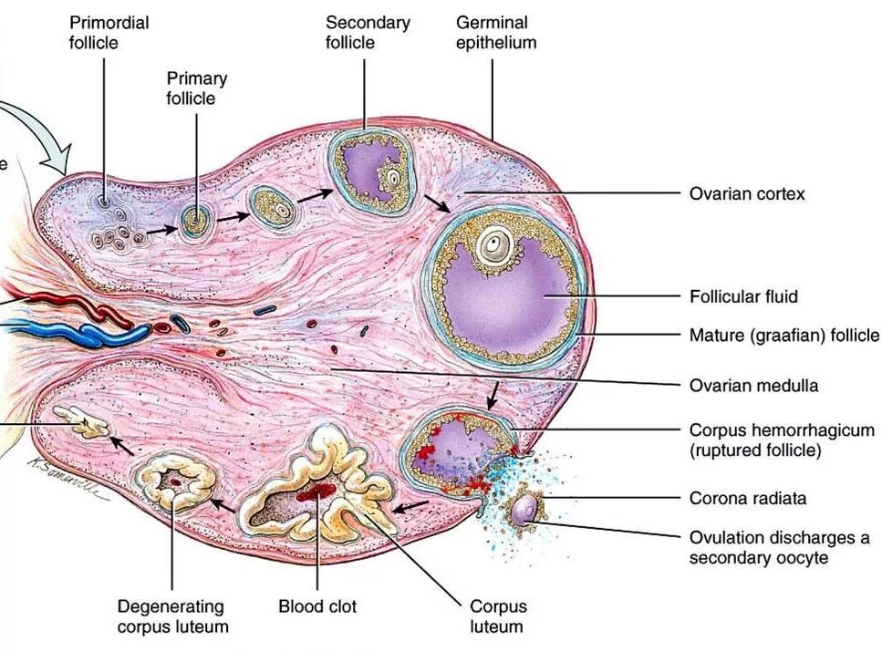 Функционирующий яичник. Строение яичника анатомия латынь. Яичник фолликулы ТЕКА. Фолликул строение анатомия. Строение яичника связки.