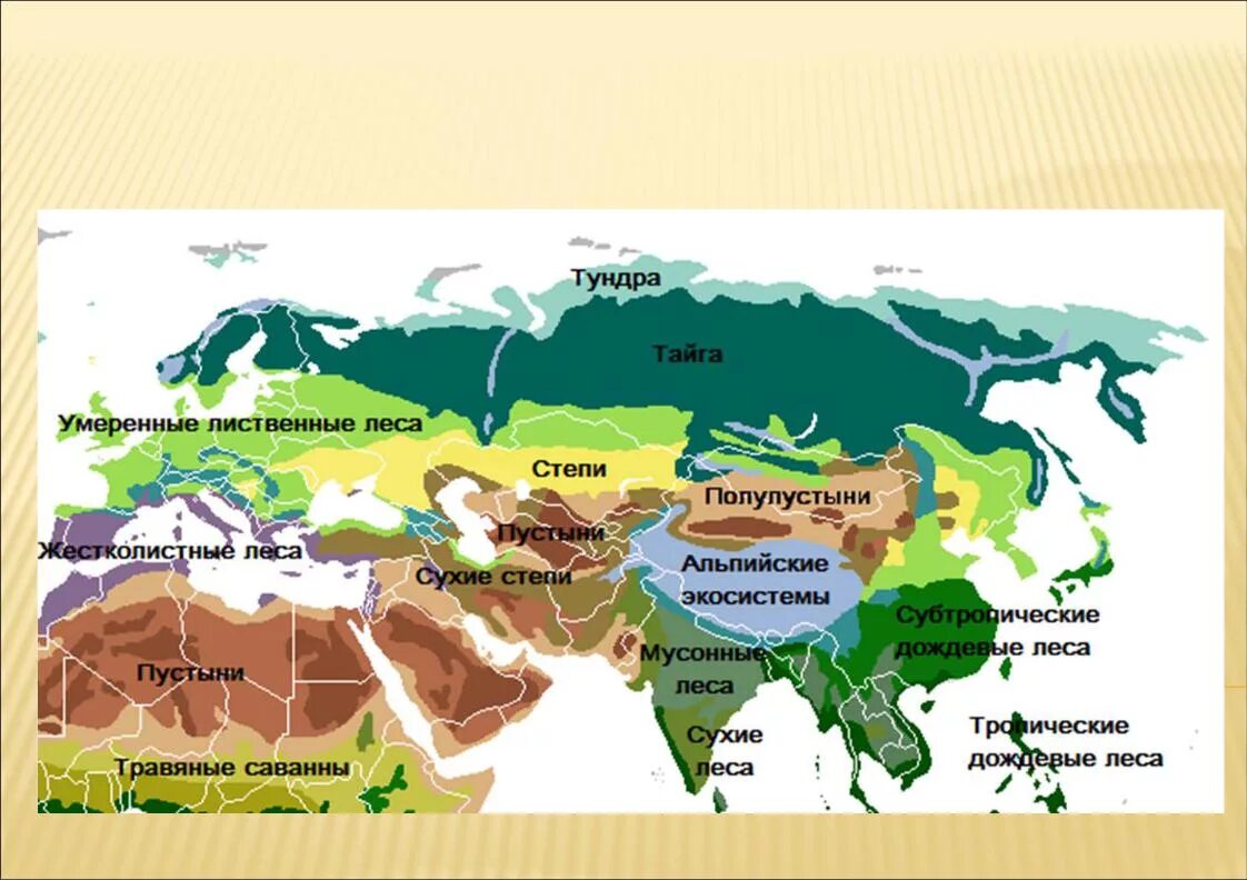 Природная зона расположенная южнее тайги. Карта природных зон зон Евразии. Природная зона Евразии на карте Евразии. Природные зоны материка Евразия.