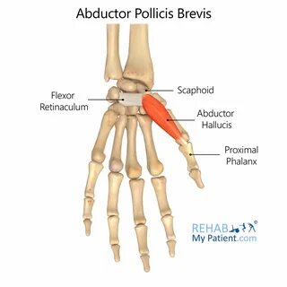 Abductor