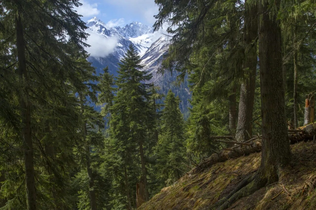 Лес шварцвальд германия. Region forest. Region forest. Шварцвальд черный лес германия. Поляна таулу архыз.