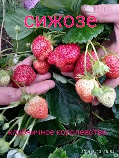 Клубника сизоже отзывы