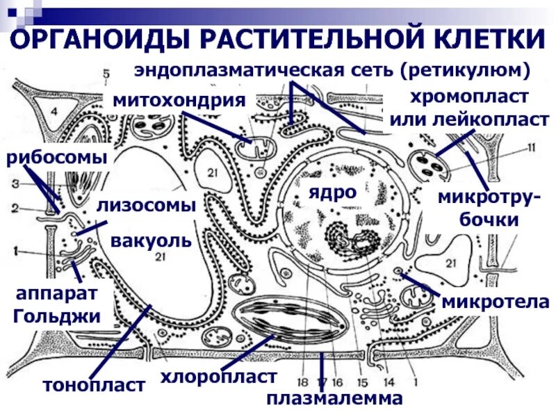 Органоиды растительной клетки. Органоиды растительной клетки схема. Перечислите органоиды растительной клетки. Функции основных органоидов растительной клетки. Вставь текст органоиды растительной клетки