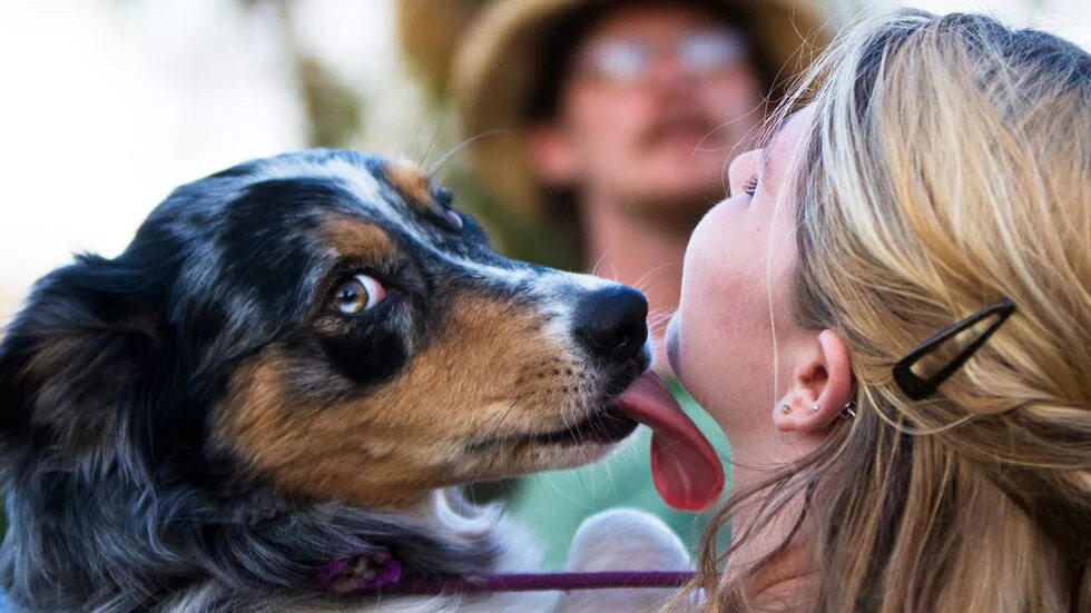 собака облизывает. собака у ног хозяйки. собака облизывает. собака вылизывается. собака облизывается.