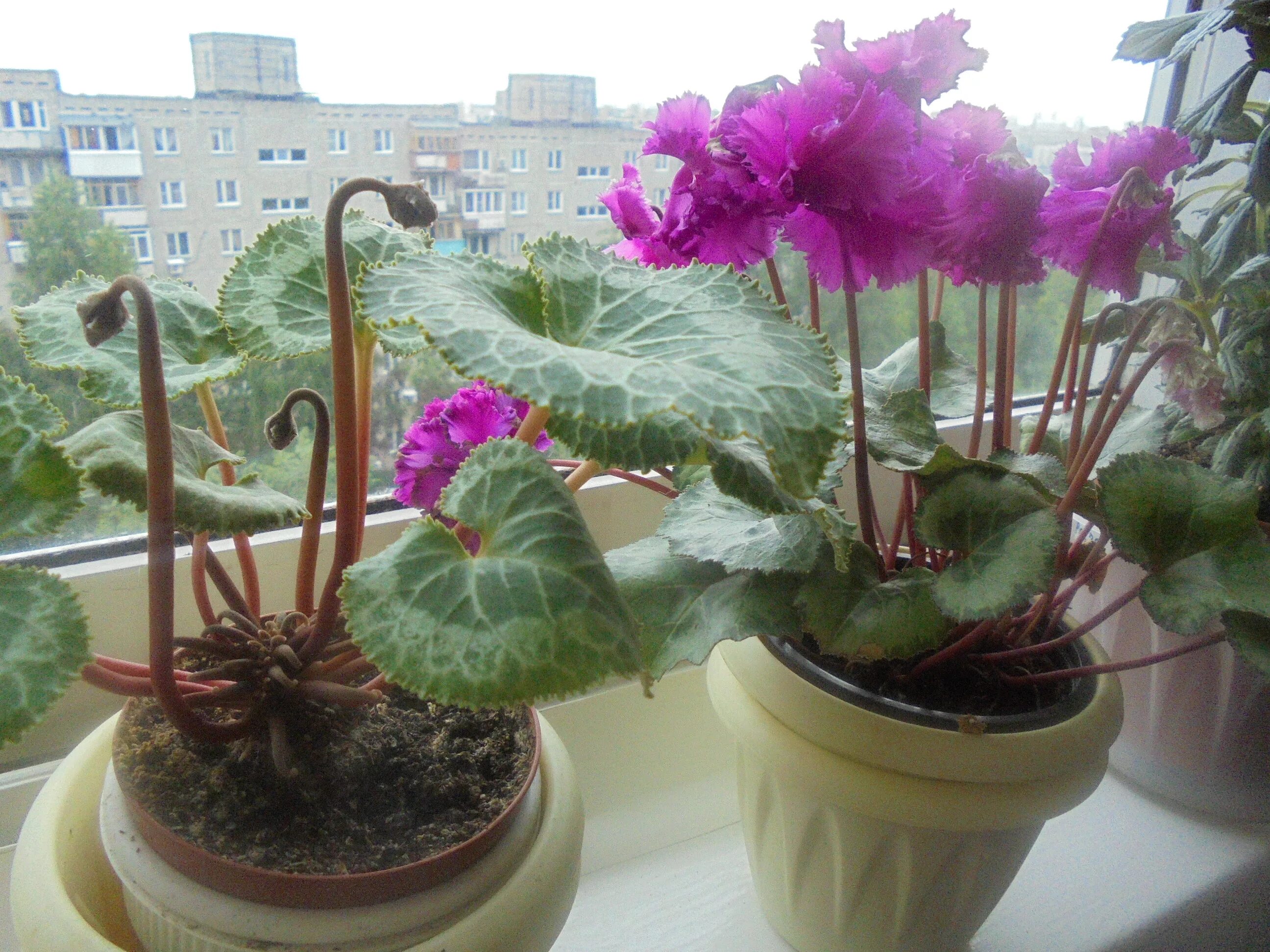 Цикламен ампельный. Цикламен домашняя белый. Цикломения цветок. Цикламен цветение. Цикламен цветение.