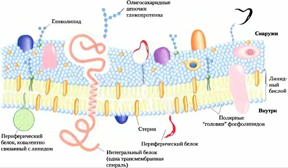 Строение мембраны клетки биохимия. Строение клеточных мембран биохимия. Строение биологических мембран биохимия. Мембрана клетки схема строение функции.