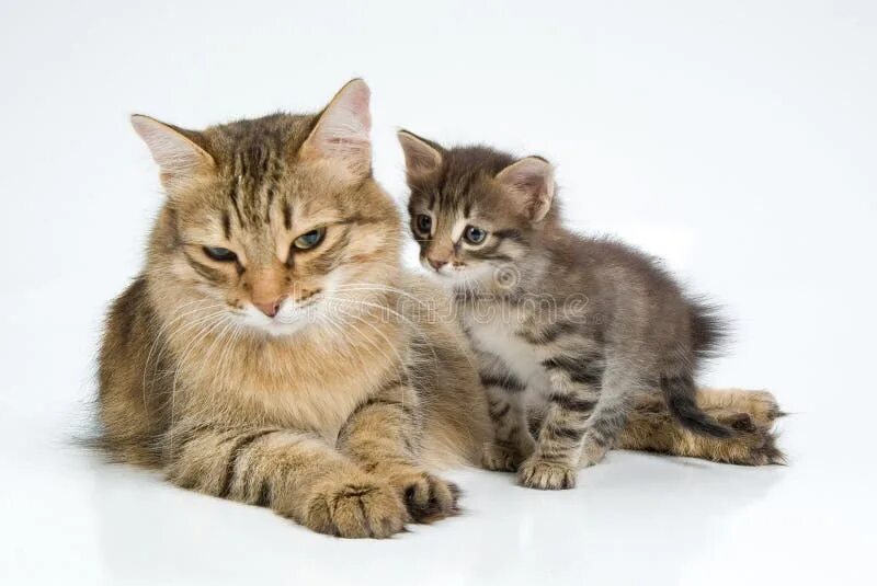 Котенок и его. Кошка с котятами. мама кошка. мама кошка и котенок. картинки кошек и котят.