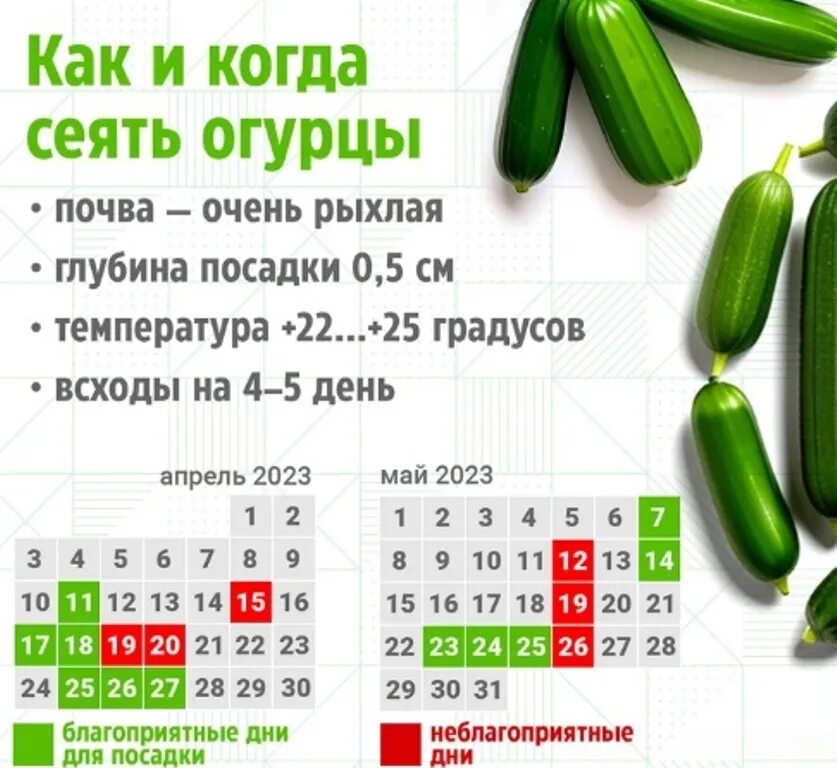 Посадка огурцов в апреле 2024г. Сажаем огурцы на рассаду. Когда сеять огурцы. Посадка огурцов в апреле. Когда сажать огурцы.