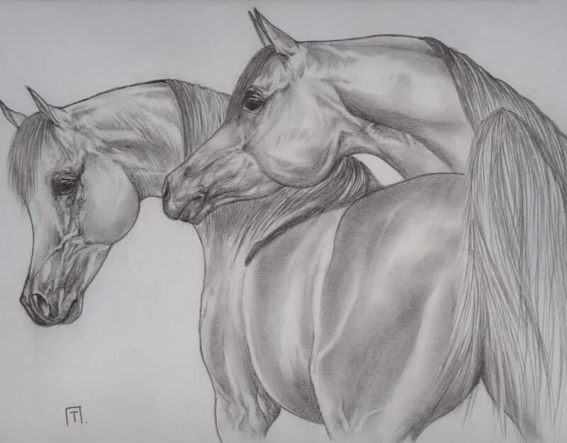 Нарисовать 2 рисунка. Лошадь рисунок карандашом. Лошадь простым карандашом. Картины лошадей карандашом. Картинки лошадей карандашом.