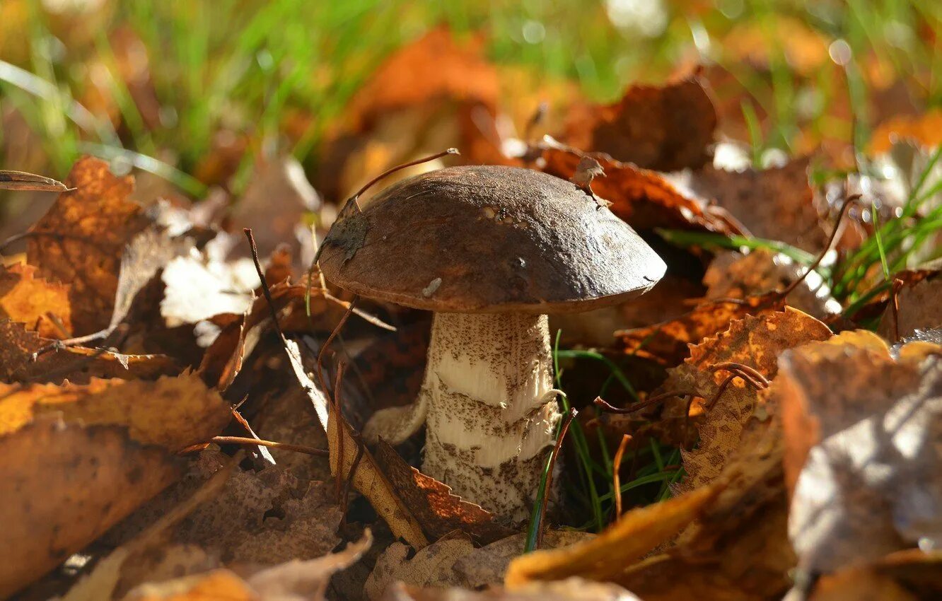 Рядовка Еловая грибы. Луговой белый гриб. Поздние осенние грибы. Грибы поздней осени. Белый гриб в природе