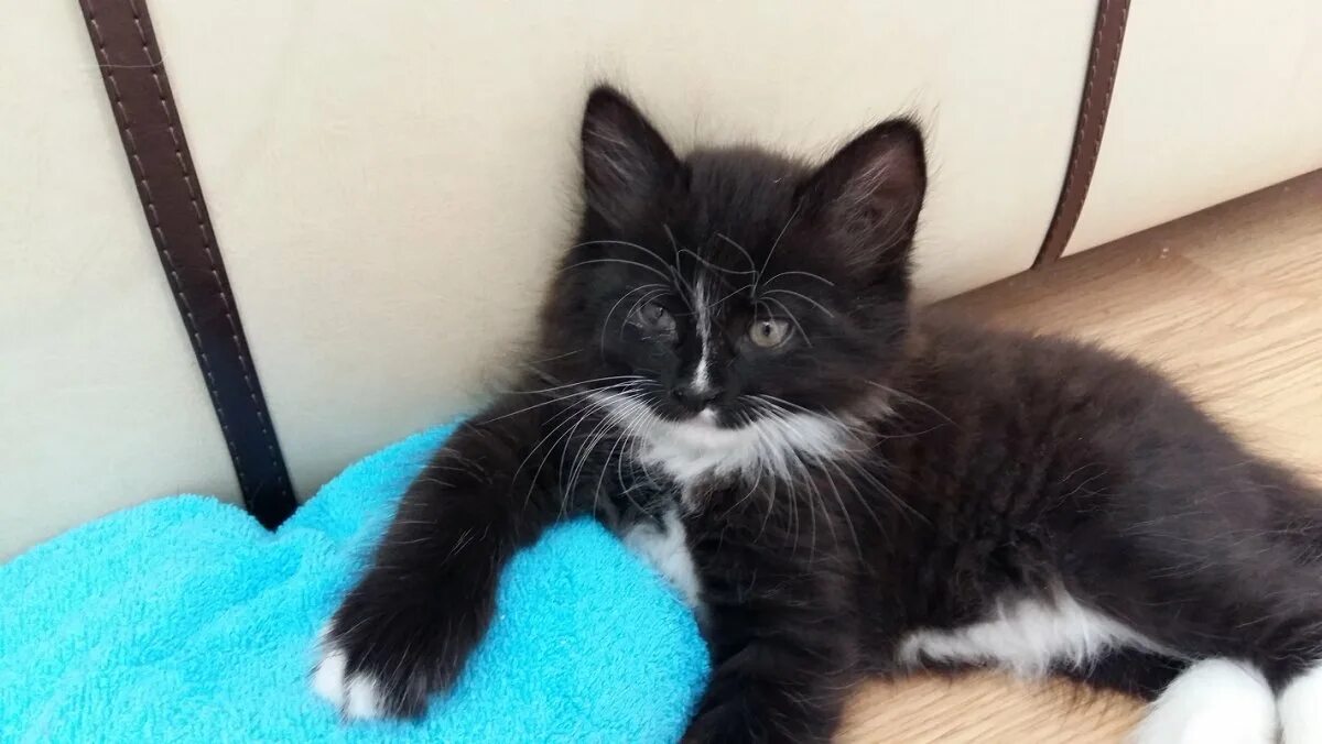 Фото кошек в добрые руки. Котята бесплатно в мурино. Объявление отдам котят в добрые руки. Котята в добрые руки. Мытищи кот.