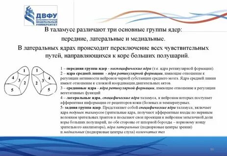 Зрительные ядра
