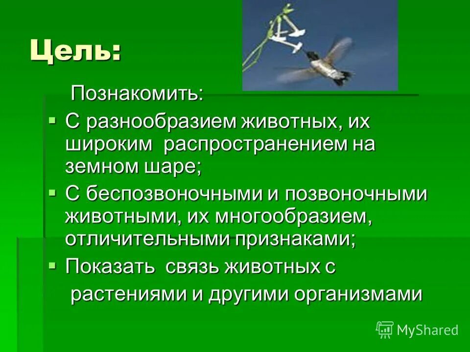 Цель про животных. Цели животных. Цели животные. Животное цель. Цель с животными.