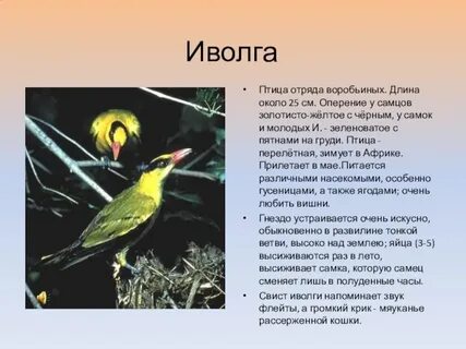 Характеристика иволги
