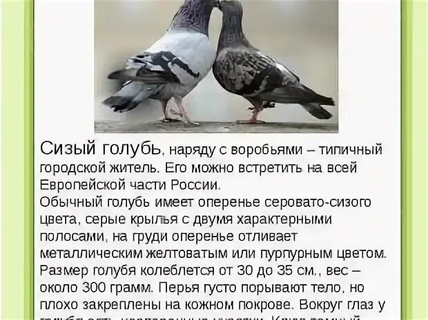 Вес голубя. Размер голубя. размер и цвет оперения голубя. окрас сизых голубей. голубь окраска оперения.
