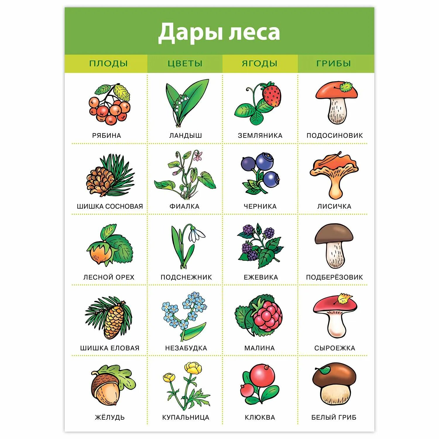 Ребусы с цифрой 3. Гриб на букву т. Агроцибе тополиный опенок. На что похоже буква т. Гриб на букву т.
