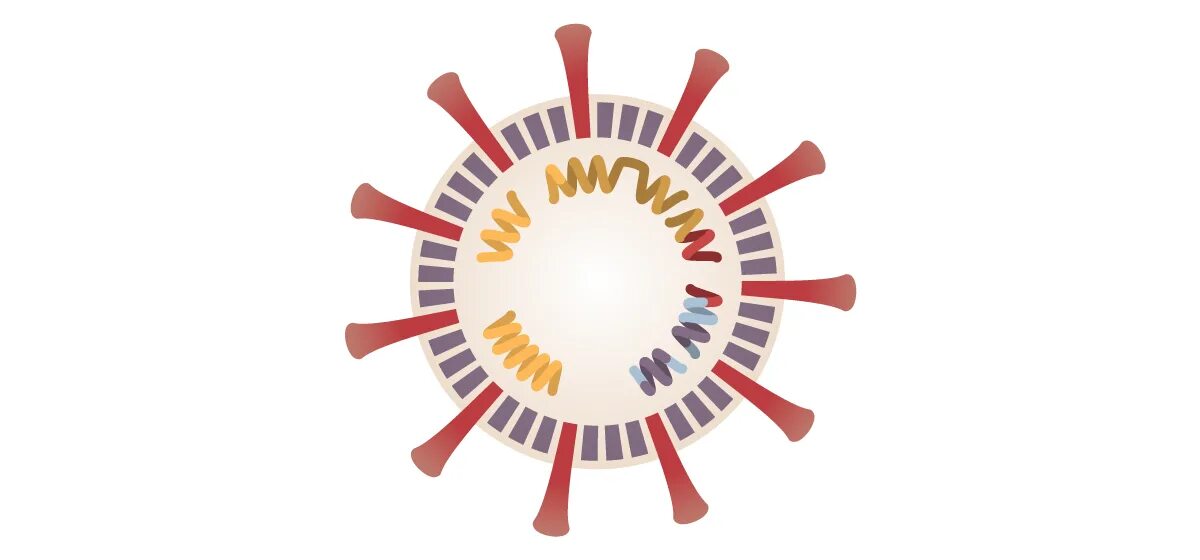 Коронавирус SARS-cov-2. Штаммы SARS-cov-2. Мутация коронавируса. Новая мутация коронавируса. 2 штамм коронавируса