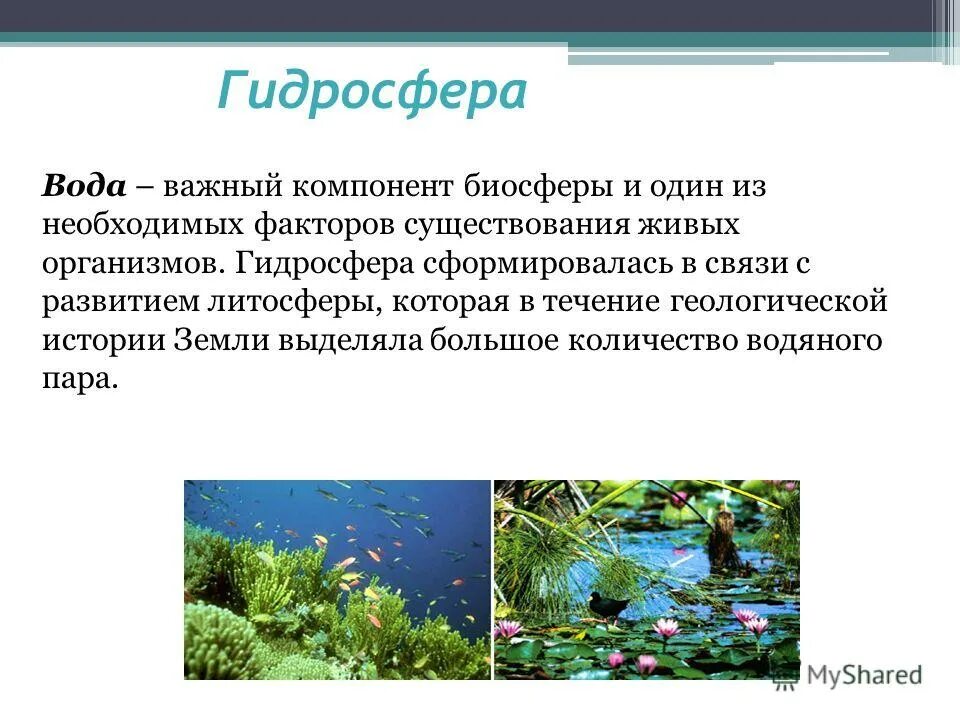 Функции гидросферы. Функции гидросферы