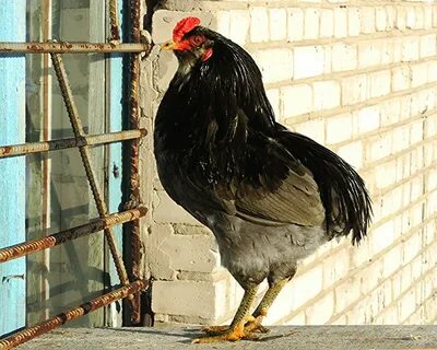 Куры араукана описание отзывы