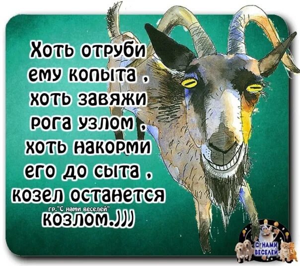 Коси коса пока роса скороговорка. Загадка про козлика для детей. Поговорки про козу. Скороговорки о животных для дошкольников. Козел и козлик.
