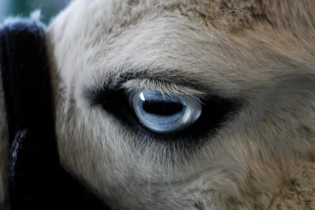 Глаза ламы. Глаза альпаки. Зрачки ламы. Зрачок лошади.