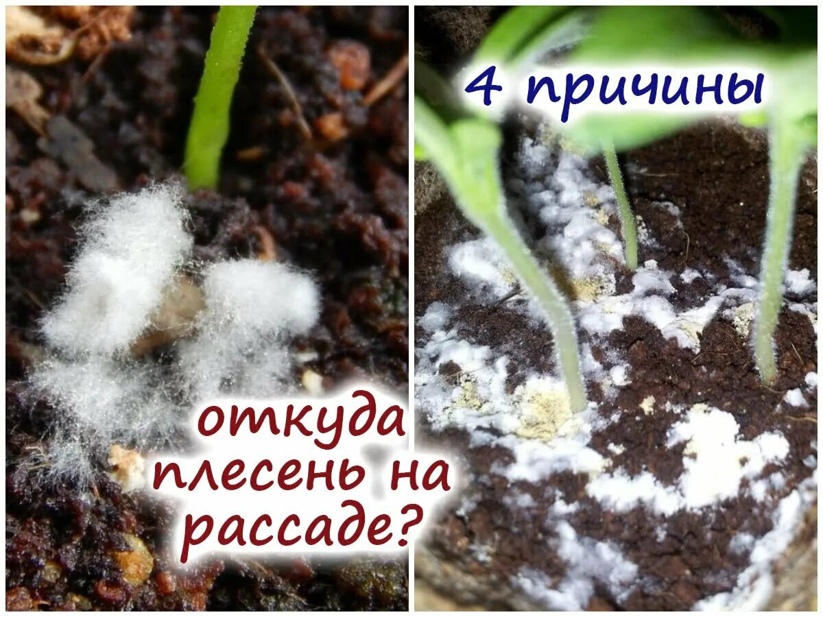Почему появляется плесень на рассаде. Плесень на рассаде. белая плесень на рассаде. снежная плесень на рассаде. белая плесень на грунте рассады.