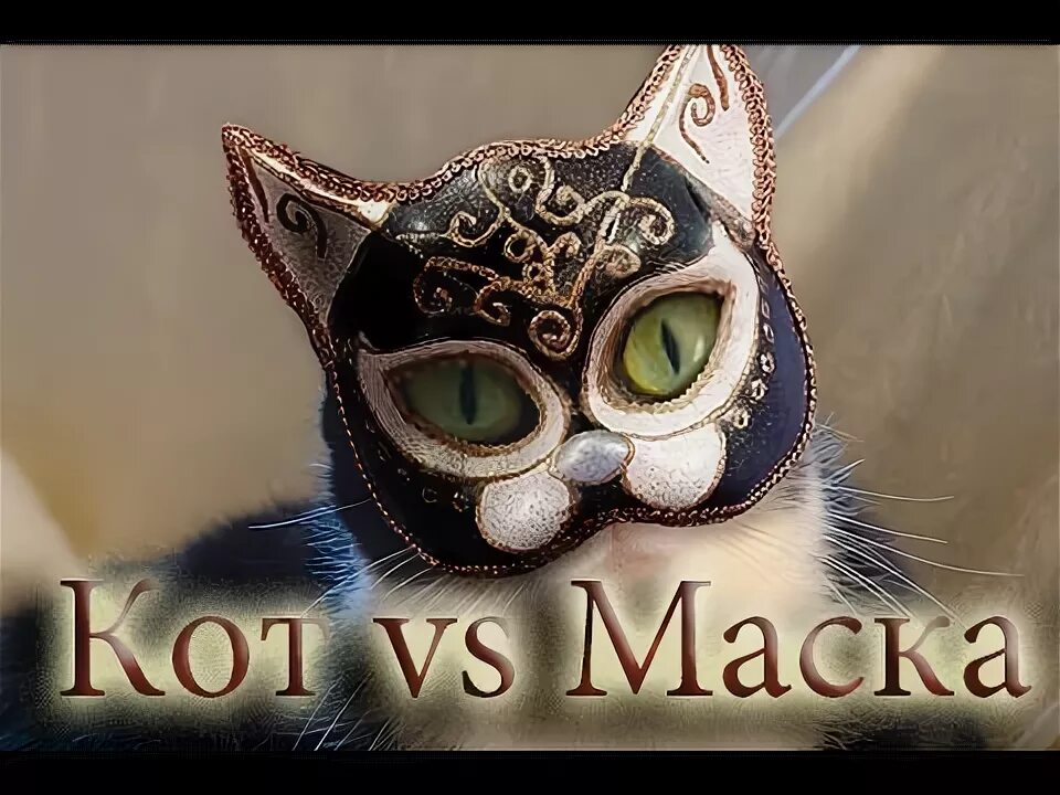 Маска кота. Маска для кота прикольные. Коты в масках. Смешной кот в маске.