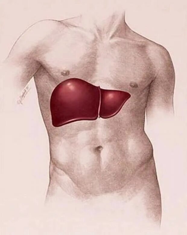 Печень на теле человека. Расположение печени в теле.
