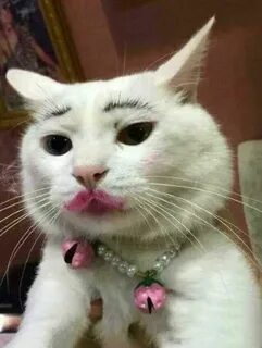 Котик гато