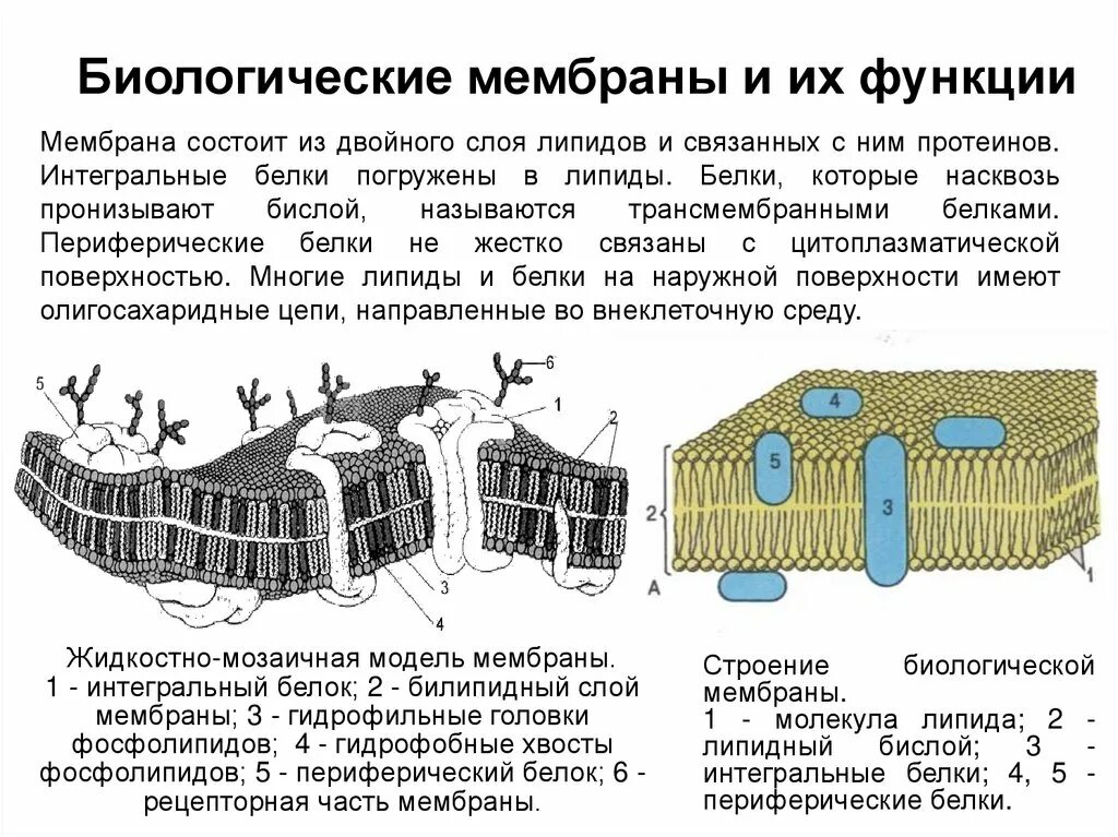 Функции биологических мембран. Основные функции биологических мембран. Биологические мембраны их функции. Биологическая роль мембран. Организация биологических мембран