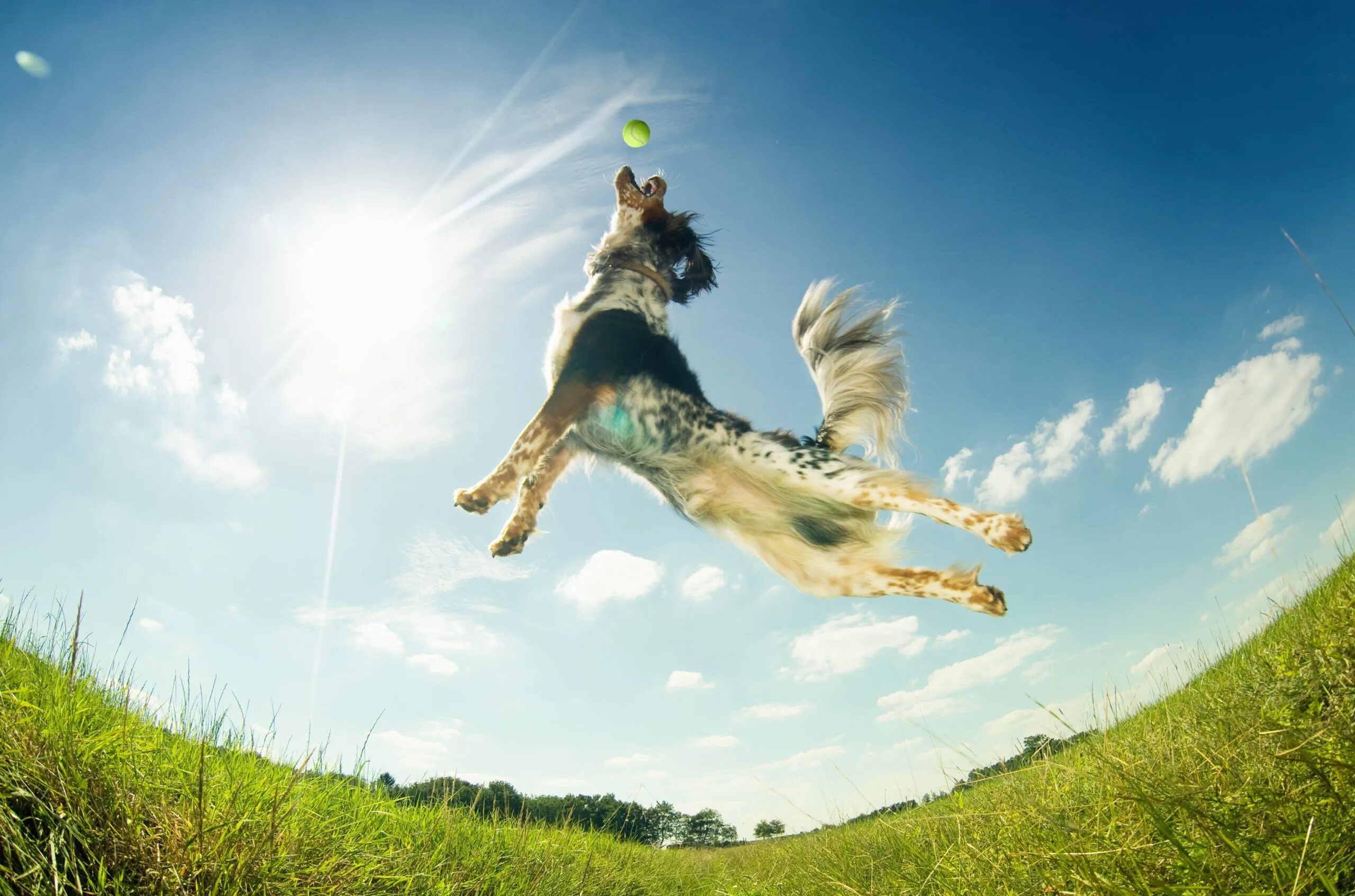 Собака прыгает. Щенок в прыжке. Собака бежит. Радостная собака. My dog can jump