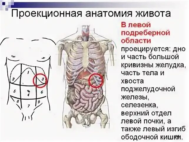 Болит ниже левого ребра спереди