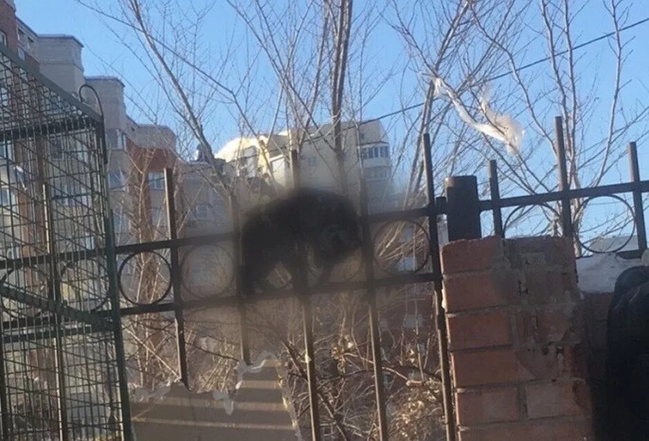 Повешенные кошки. Кошка на заборе. Ограждение от кошек.
