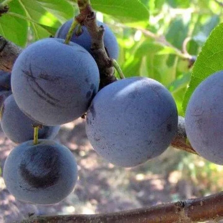 Слива сорт евразия. Слива этюд. Слива этюд фото. Слива этюд фото. Слива скороплодная дерево.