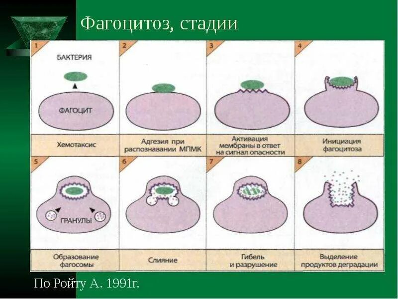 Стадии фагоцитоза схема. Фазы фагоцитоза иммунология. Этапы фагоцитоза иммунология. Стадии фагоцитоза микроорганизмов.