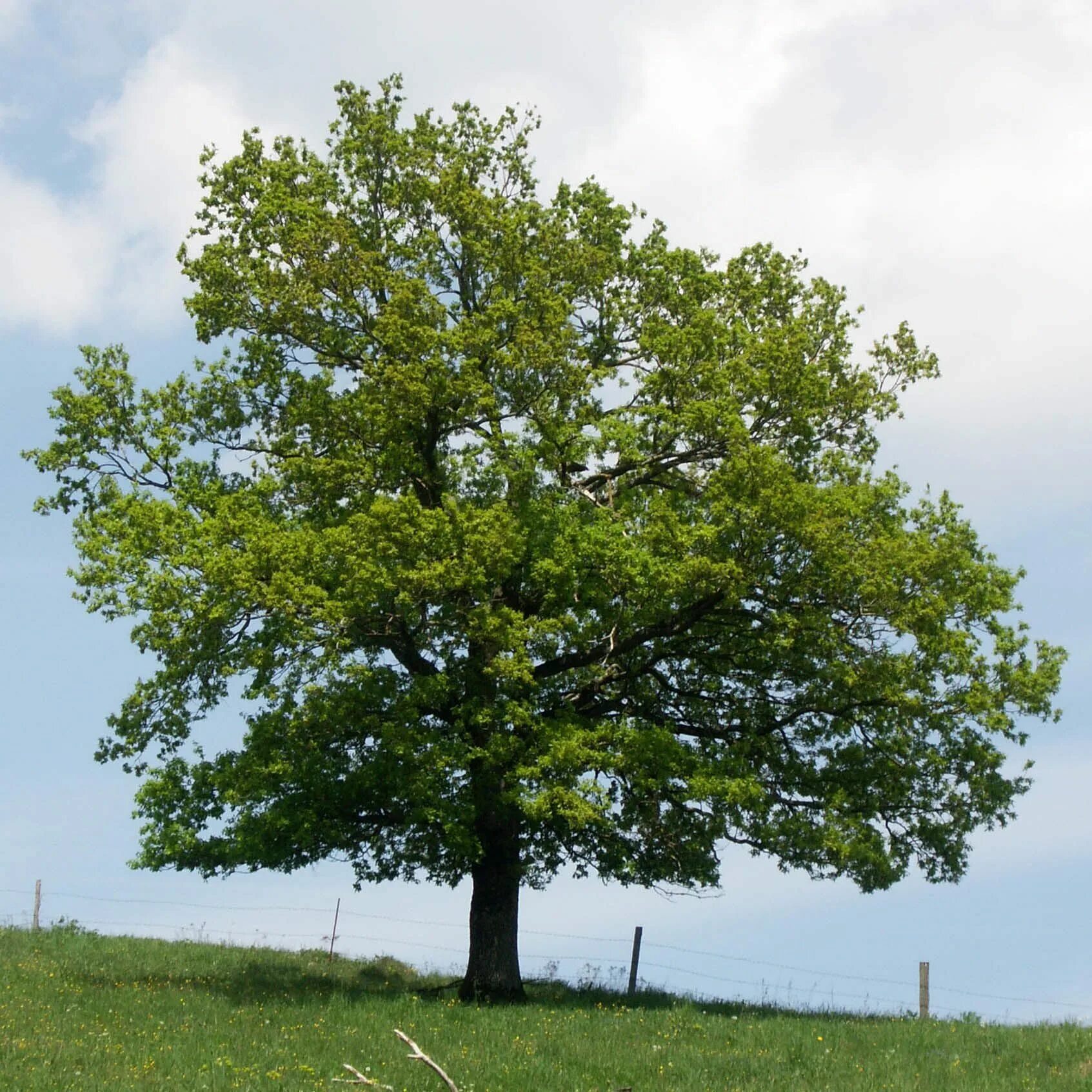 Дуб черешчатый – ruereus rohum. Дуб черешчатый (Quercus Robur). Дуб черешчатый (Quercus Robur l.). Дуб обыкновенный (Quercus Robur). Диаметр дуба черешчатого