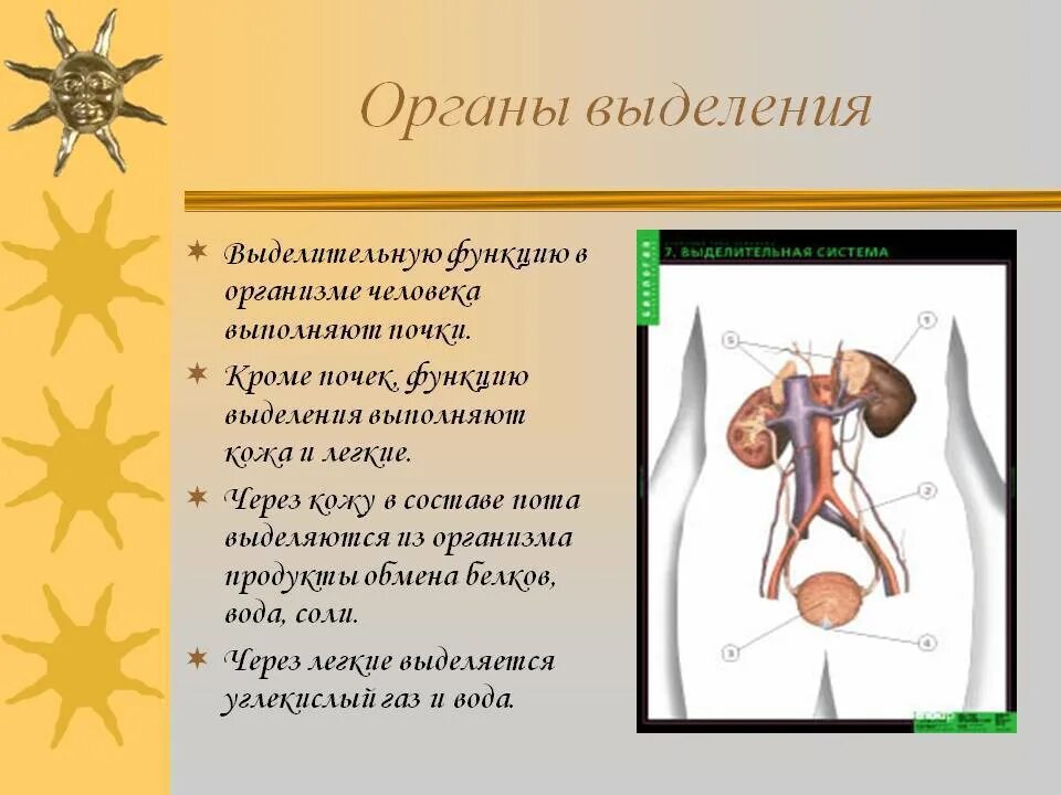 Выделительная система человека строение почки. Функции органов выделения. Функции выделительной системы.