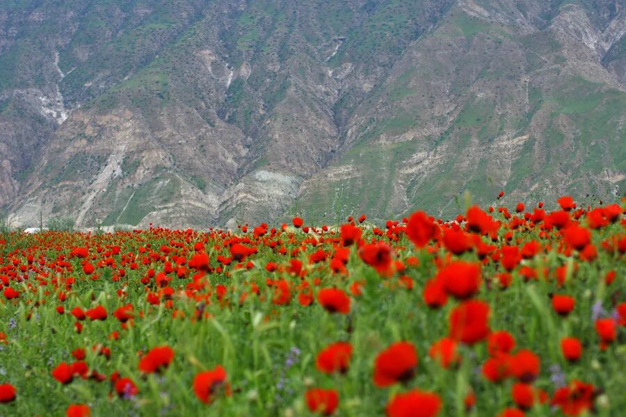 Таджикские цветы. Ферганская Долина Мак. Маки Кушка Туркмения. Поля тюльпанов Ферганская Долина. Маки Таджикистан Памир.