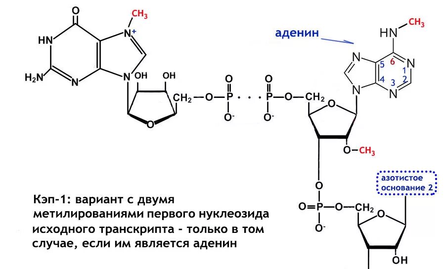 Рнк содержит аденин. 7 метилгуанозин кэп. кэп структура рнк это. кэп участок мрнк. кэп формула биохимия.
